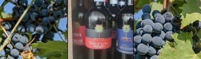 Cantine Fina | Nero d'Avola da 75cl